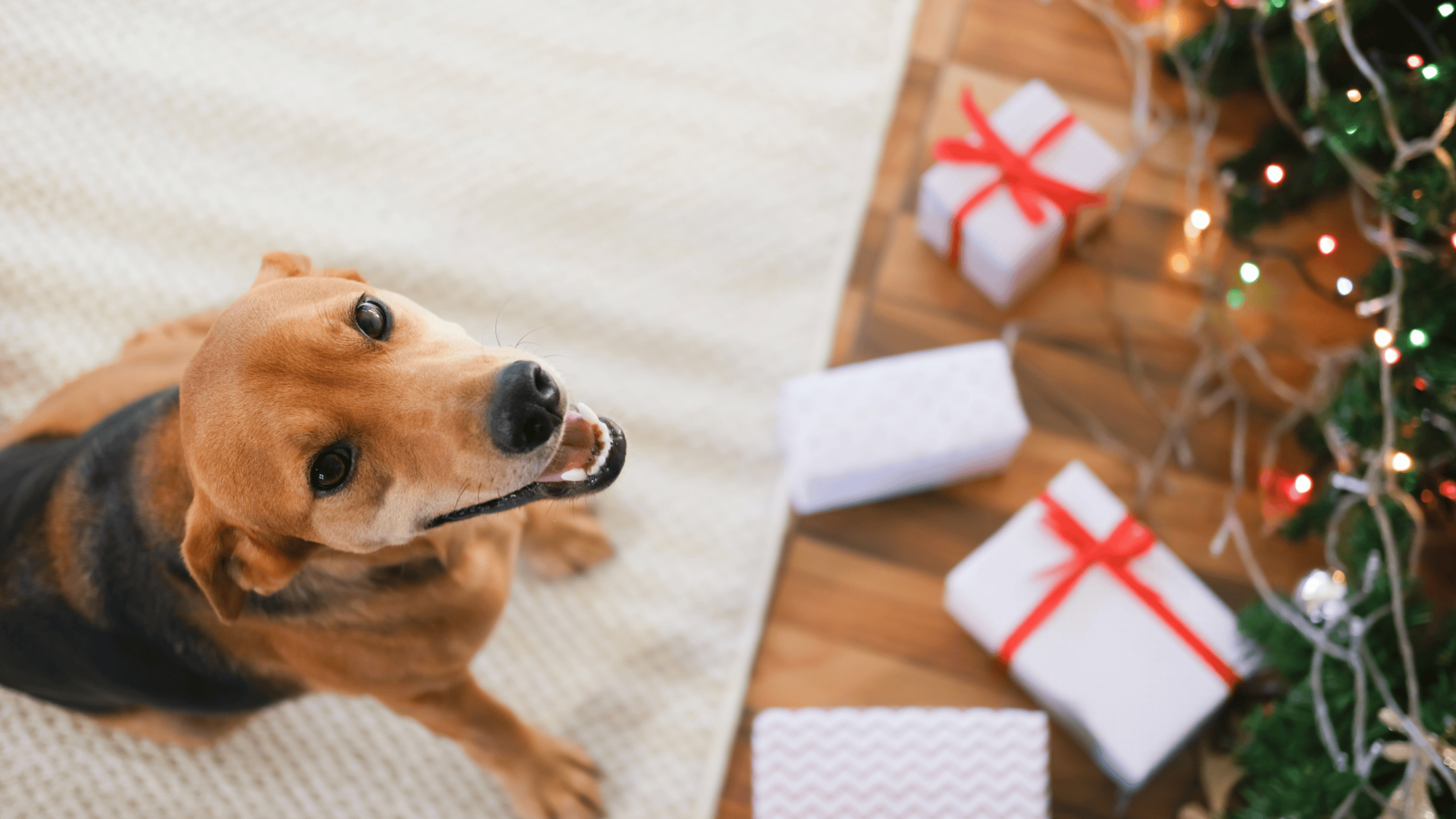 Spander litt ekstra på hunden i jula
