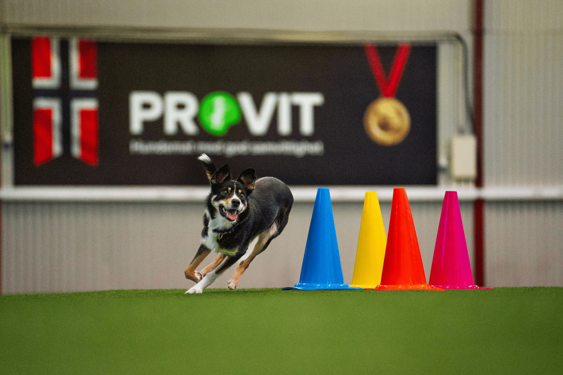 PROVIT gir tilbake til hundemiljøet